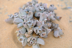 Dracophilus dealbatus