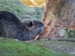 Myocastor coypus