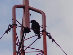 Sturnus vulgaris