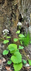 Pachyphragma macrophyllum