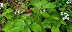 Pachyphragma macrophyllum