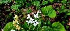 Pachyphragma macrophyllum