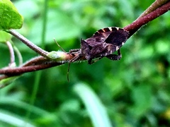 Acanthocoris scabrator