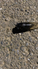 Cryptotympana atrata