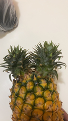 Ananas comosus