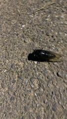 Cryptotympana atrata