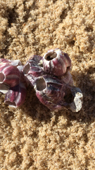 Megabalanus tintinnabulum