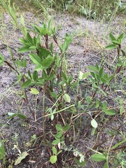 Trifolium medium