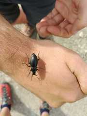 Carabus germarii