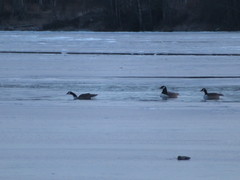 Branta canadensis