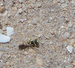 Philanthus pulchellus