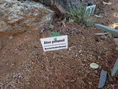 Aloidendron pillansii