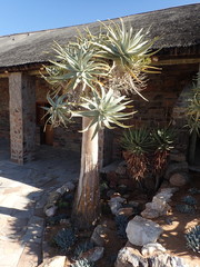 Aloidendron pillansii