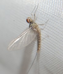 Callibaetis floridanus