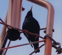 Sturnus vulgaris