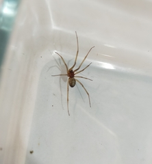 Steatoda grossa