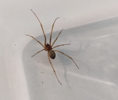 Steatoda grossa