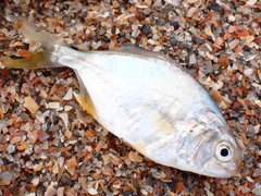 Trachinotus