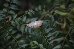 Junonia atlites