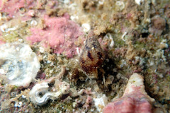 Mitrella semiconvexa