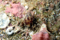 Mitrella semiconvexa