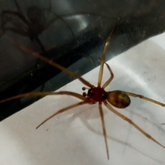 Steatoda grossa