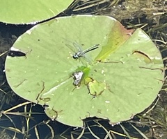 Arigomphus