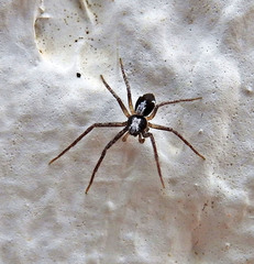 Pulchellodromus pulchellus