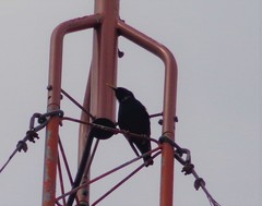 Sturnus vulgaris
