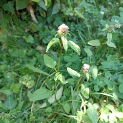 Prunella vulgaris vulgaris