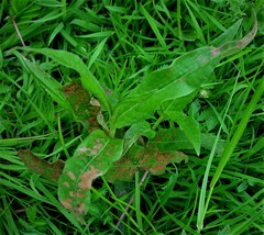 Persicaria amphibia