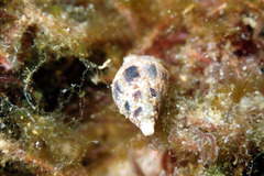 Mitrella semiconvexa
