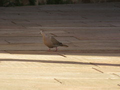 Streptopelia decaocto