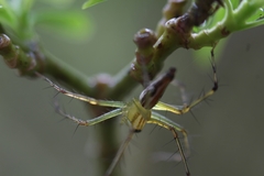 Oxyopes