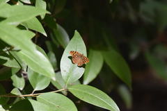 Pararge aegeria aegeria