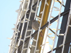 Phoenicurus ochruros