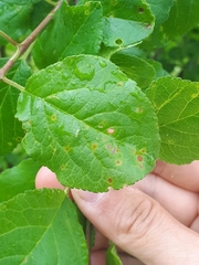 Wilsonomyces carpophilus