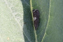 Dichrorampha simulana