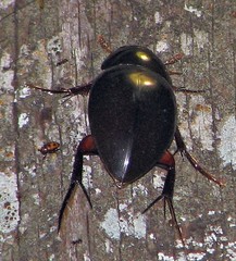 Dibolocelus