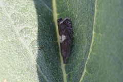 Dichrorampha simulana