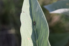 Dichrorampha simulana