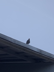 Acridotheres javanicus