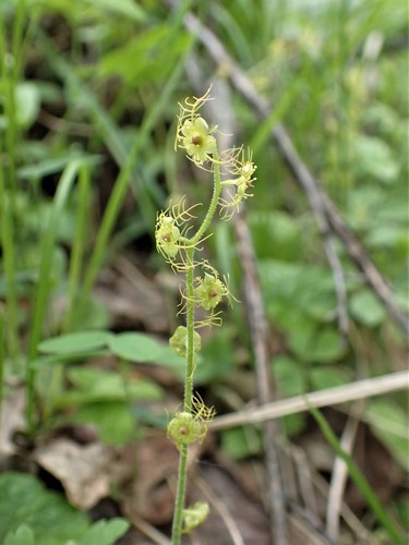 Mitella nuda iNat (3)