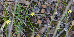 Tricoryne humilis