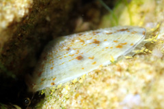 Cellana tramoserica