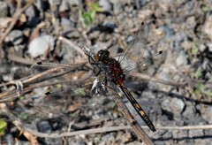 Leucorrhinia intermedia