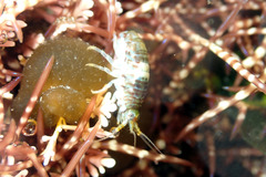 Gondogeneia microdeuteropa