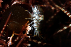 Gondogeneia microdeuteropa