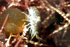 Gondogeneia microdeuteropa