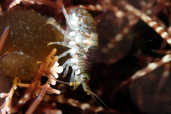 Gondogeneia microdeuteropa